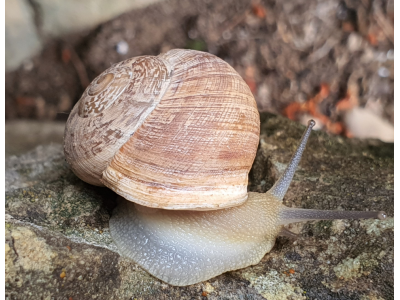 How to prepare snails for paella