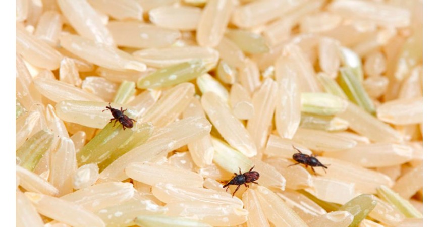 Does rice expire? Everything you need to know about storing it.