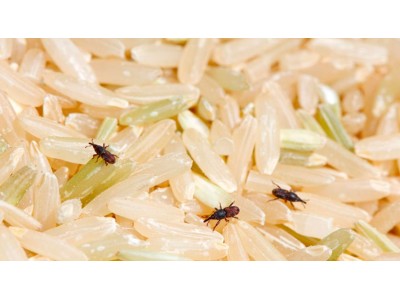 Does rice expire? Everything you need to know about storing it.